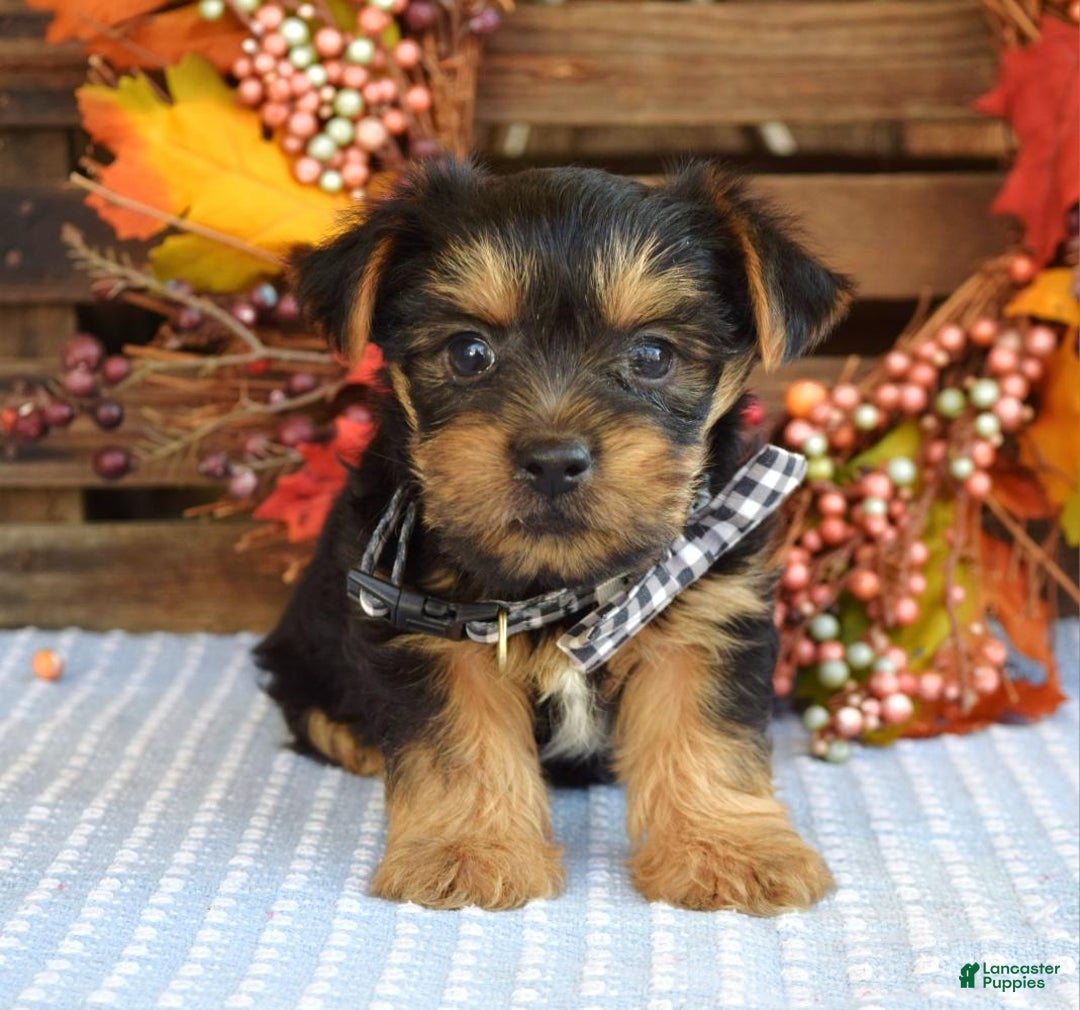 Yorkshire Terrier dogs for sale: Donner - Ad 4