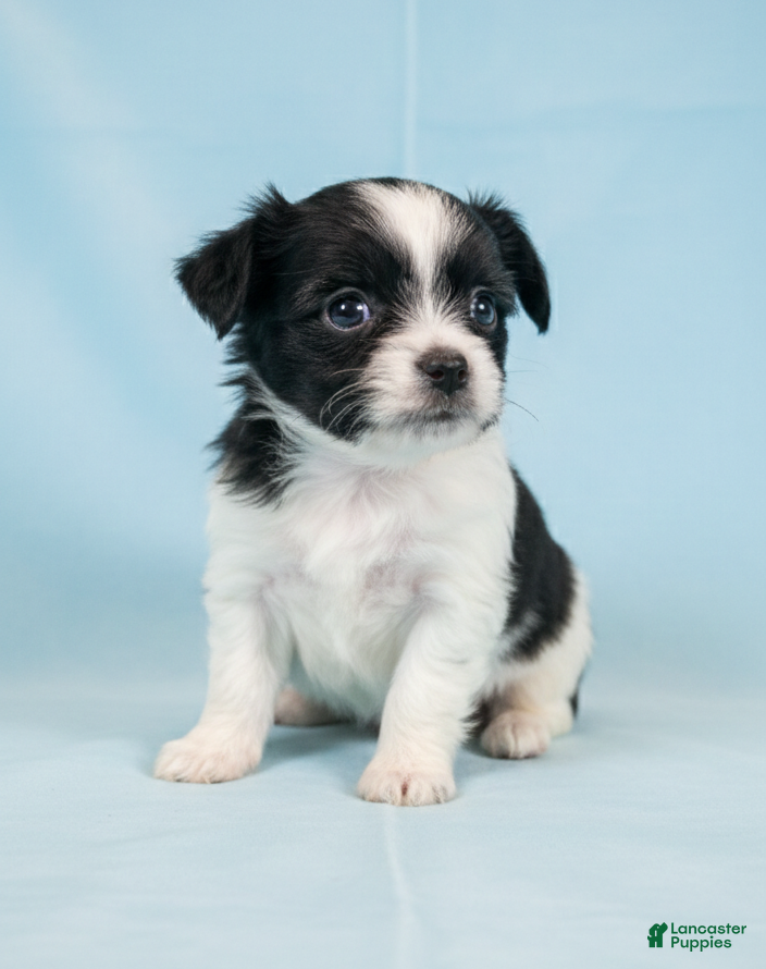 Mixed Breed dogs Danny - Ad 1