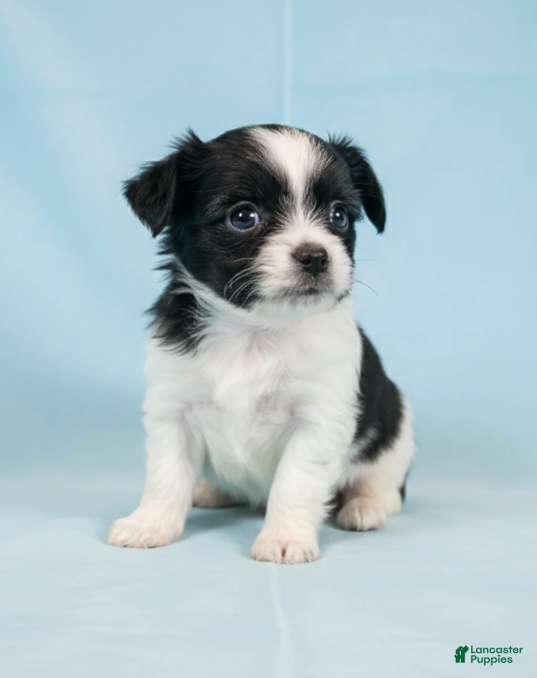 Mixed Breed dogs for sale: Danny - Ad 1