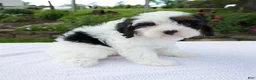 Cavapoo dogs for sale: Daisy - Ad 4