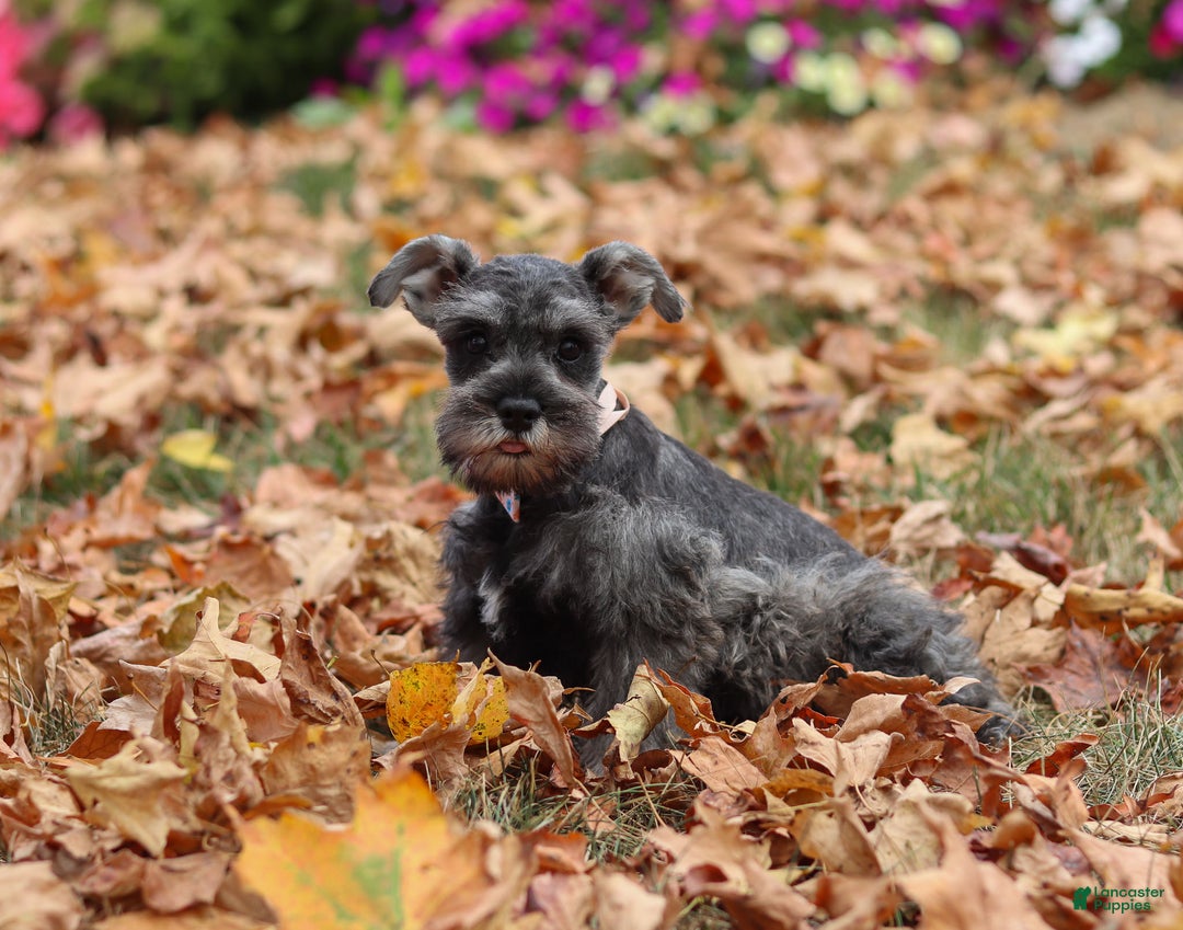 Miniature Schnauzer dogs for sale: Millie - Ad 37