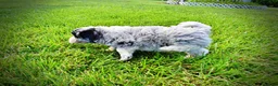 Havapoo dogs for sale: Bluebelle - Ad 10