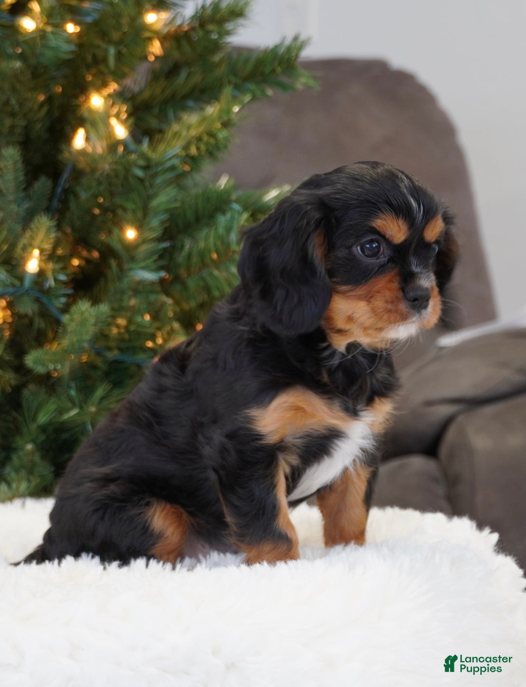 Cavalier King Charles Spaniel dogs for sale: Finn - Ad 2