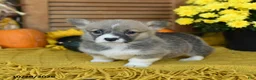 Welsh Corgi Pembroke dogs for sale: Devvi - Ad 2