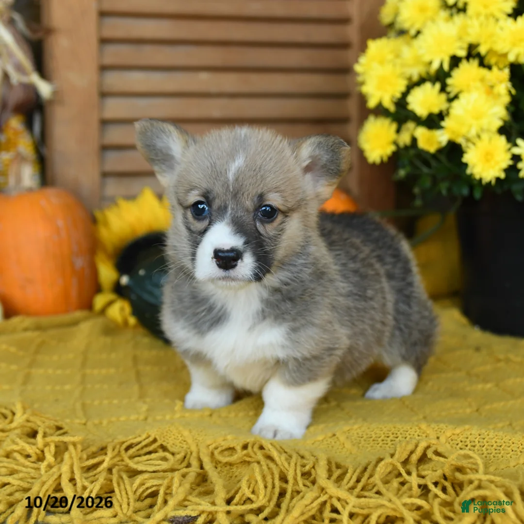 Welsh Corgi Pembroke dogs for sale: Devvi - Ad 2