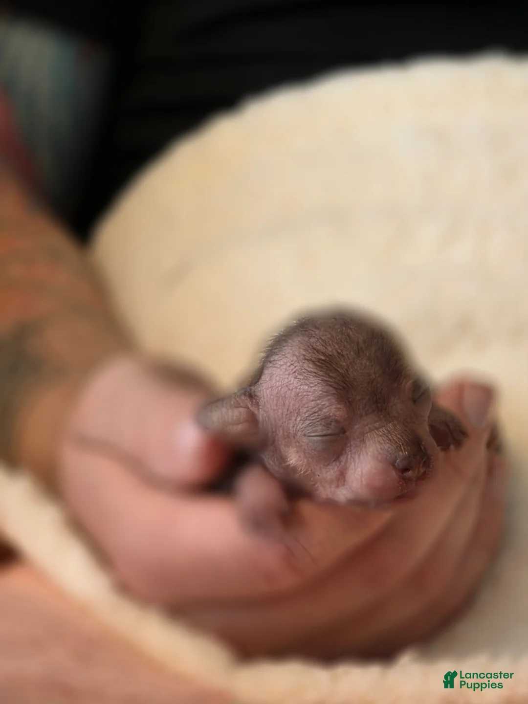 Mixed Breed dogs for sale: Ryoko  - Ad 13