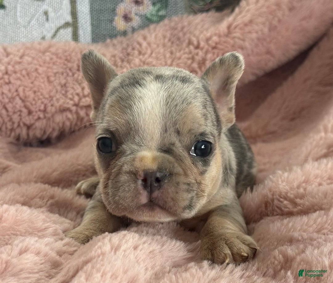 French Bulldog dogs for sale: Willow - Ad 8