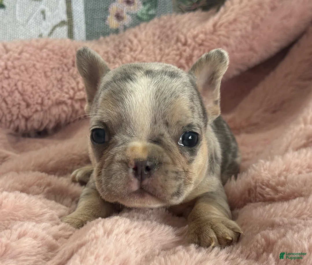 French Bulldog dogs for sale: Willow - Ad 15