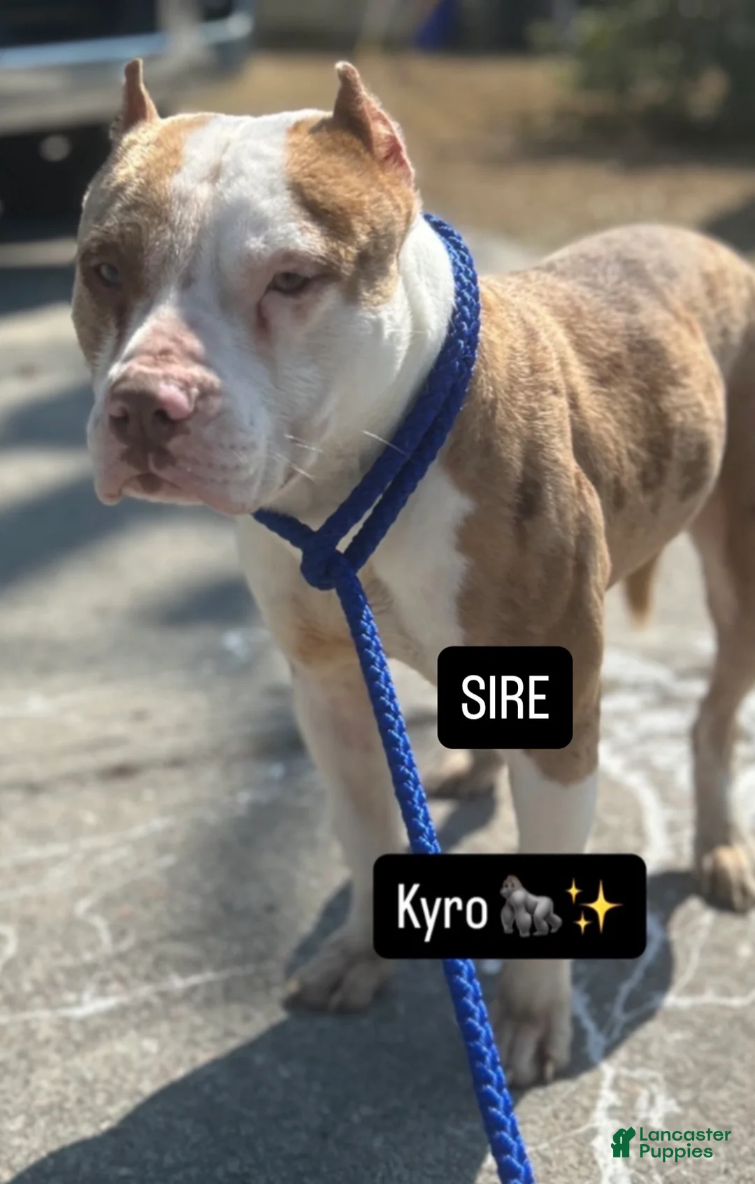 Mixed Breed dogs for sale: Mixed Breed Puppy 1 - Ad 6