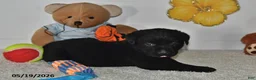 Labrador Retriever dogs for sale: Rasal - Ad 4