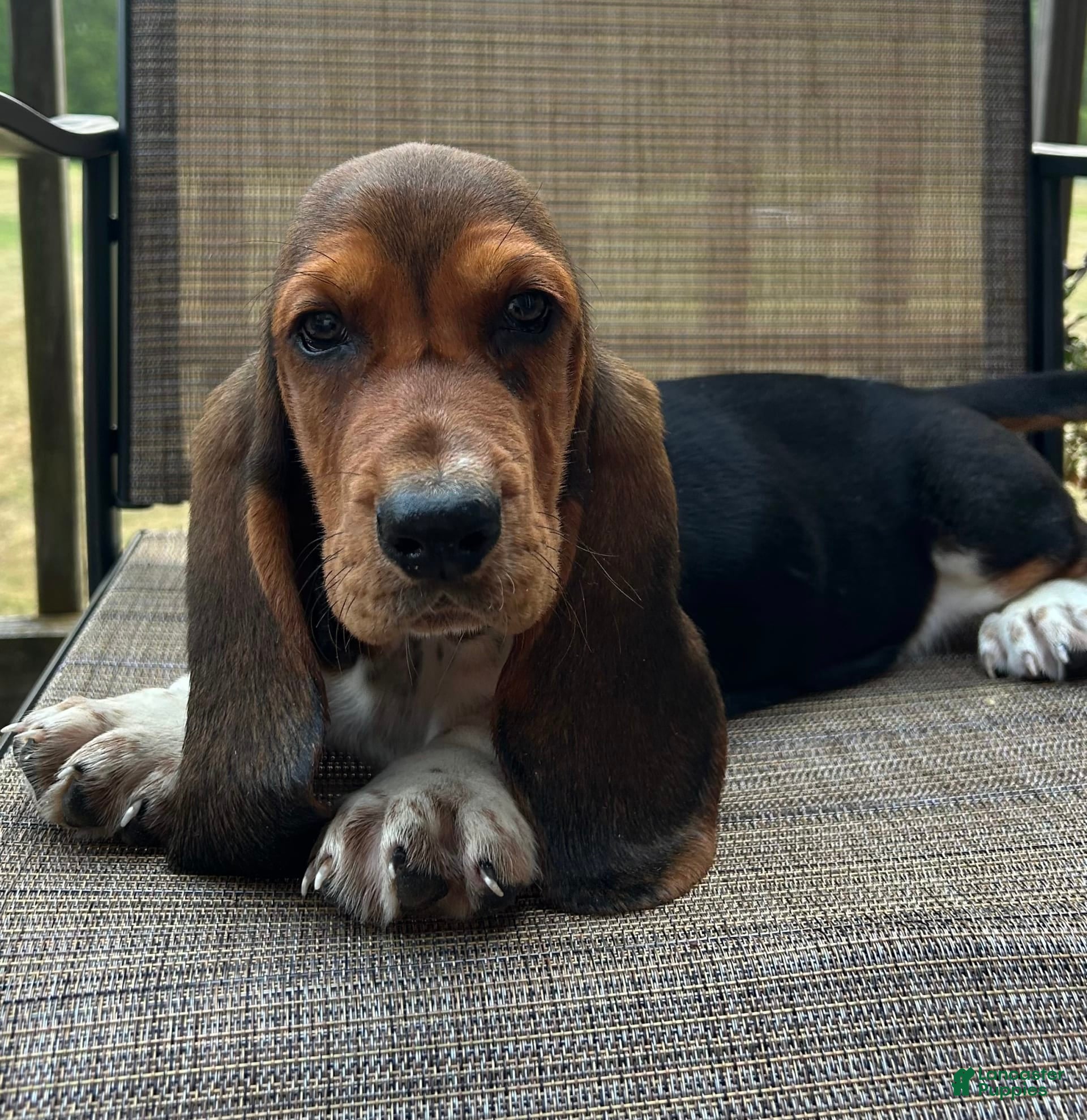 Basset Hound Dogs For Sale Basset United States Hound Dog Breeds