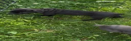 Cane Corso dogs for sale: Panther  - Ad 5