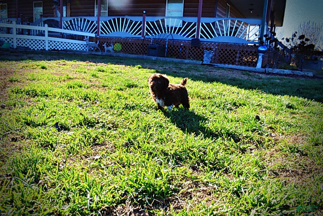 Havapoo dogs for sale: Sassy - Ad 10