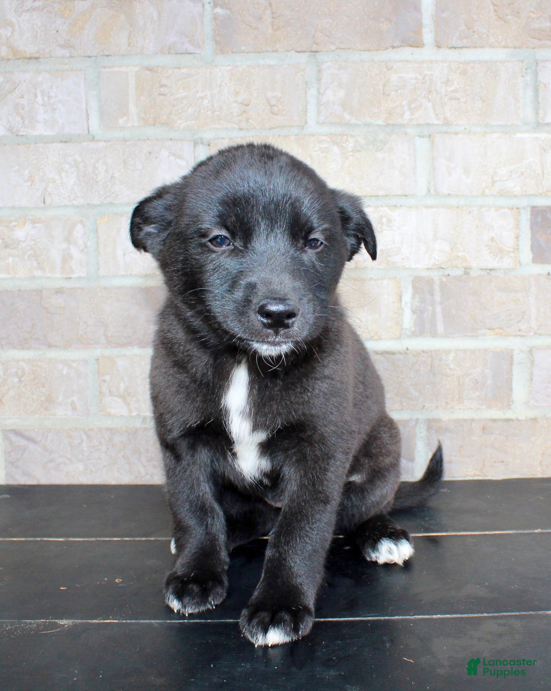 Mixed Breed dogs for sale: Sara - Ad 3