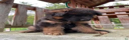 German Shepherd dogs for sale: Remy - Ad 12