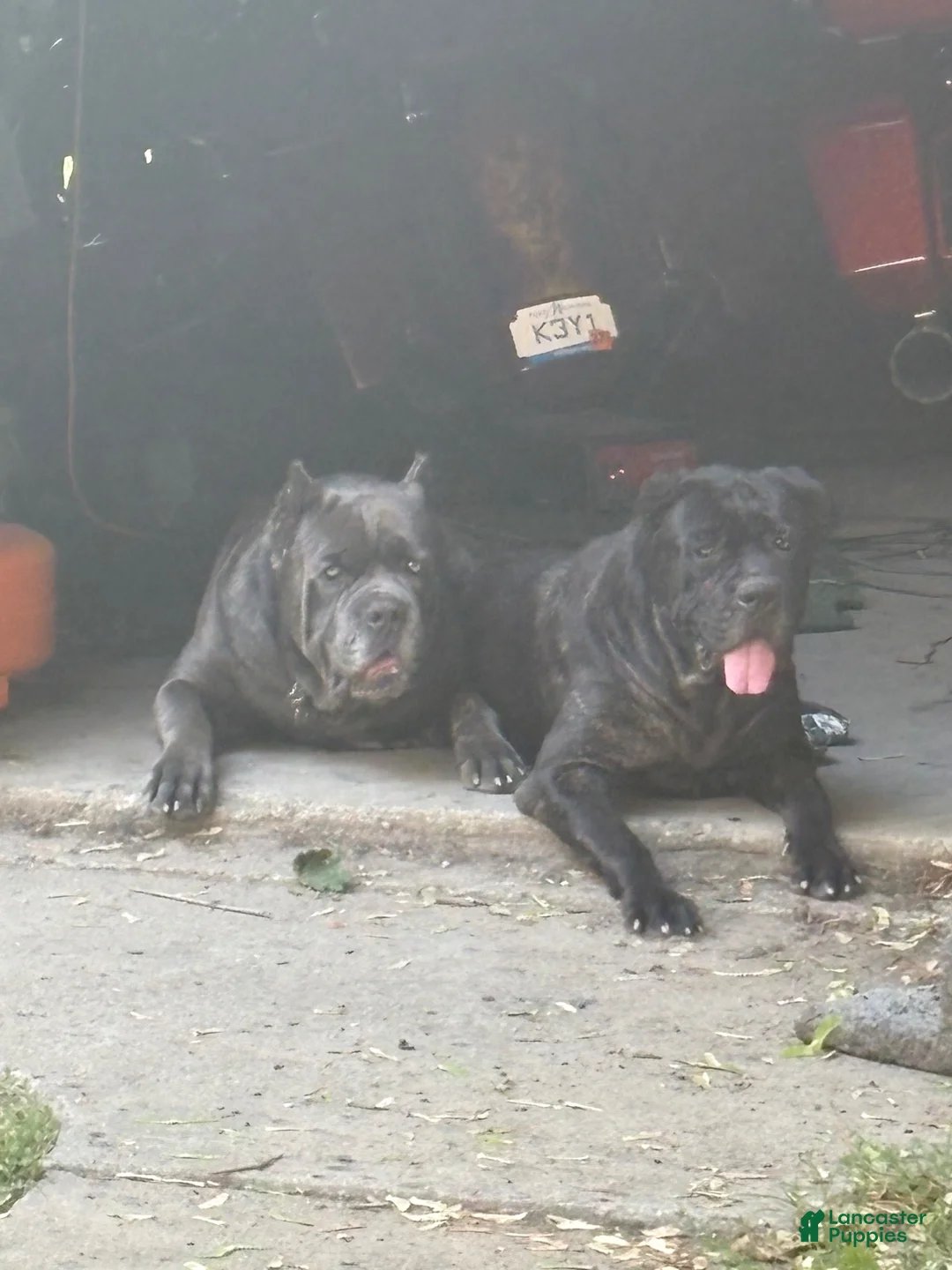 Cane Corso dogs for sale: Cane Corso 2 - Ad 3