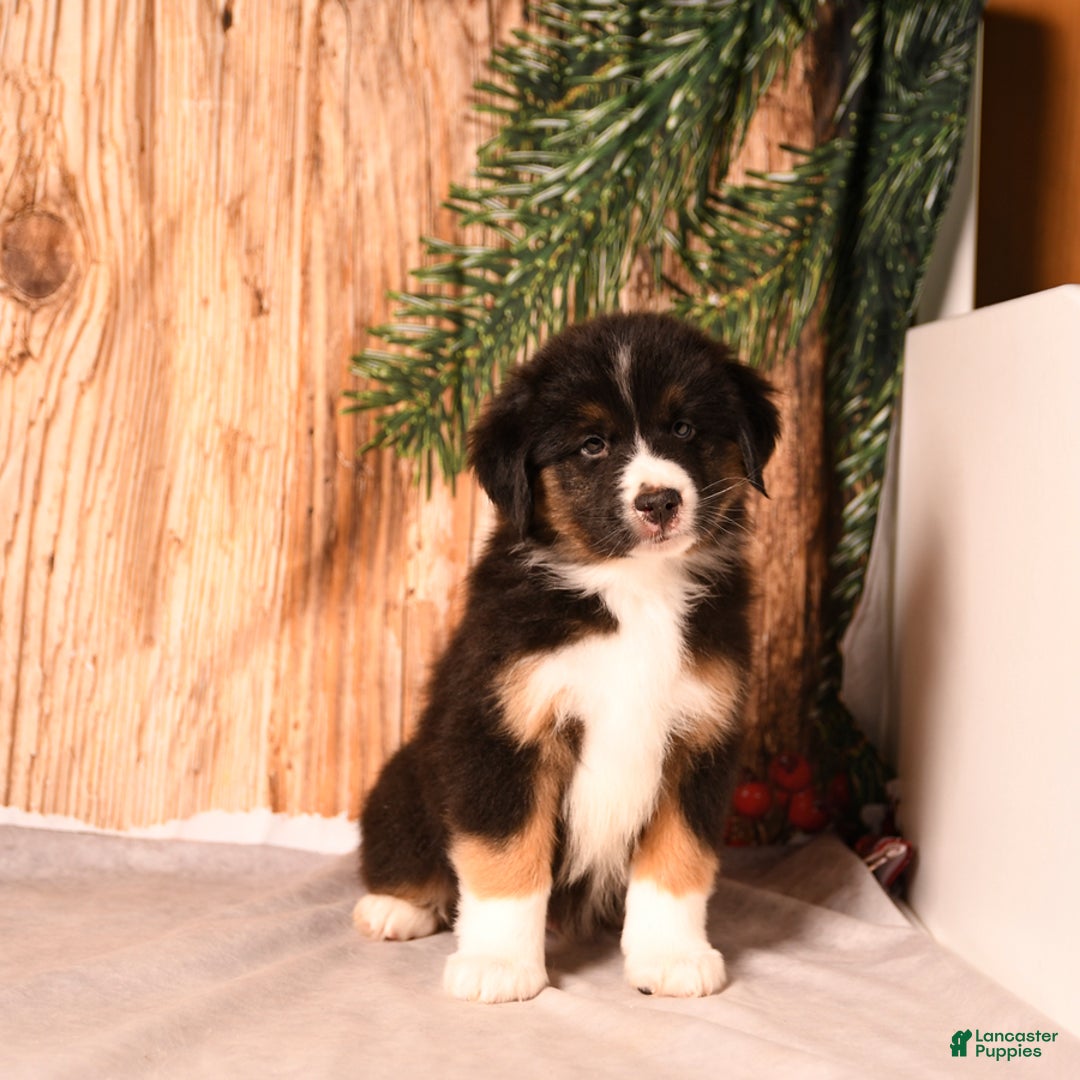 Miniature Australian Shepherd dogs for sale: Peppermint - Ad 5