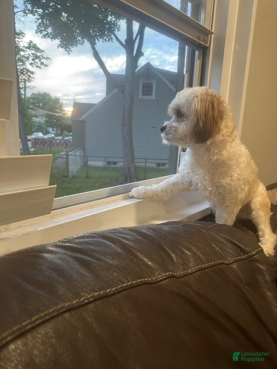 Shihpoo dogs for sale: Shihpoo 1 - Ad 4