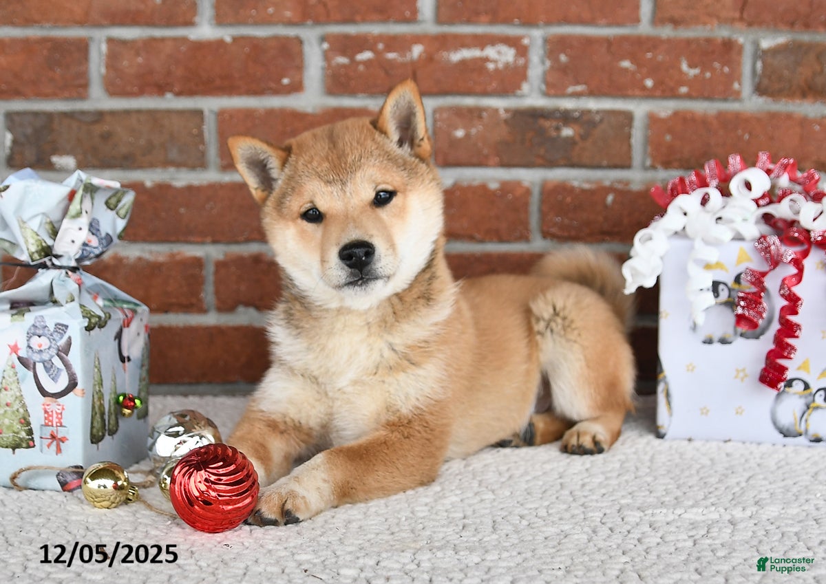 Shiba Inu dogs Pluto - Ad 2