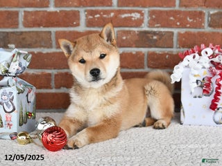 Shiba Inu dogs Pluto - Ad 36