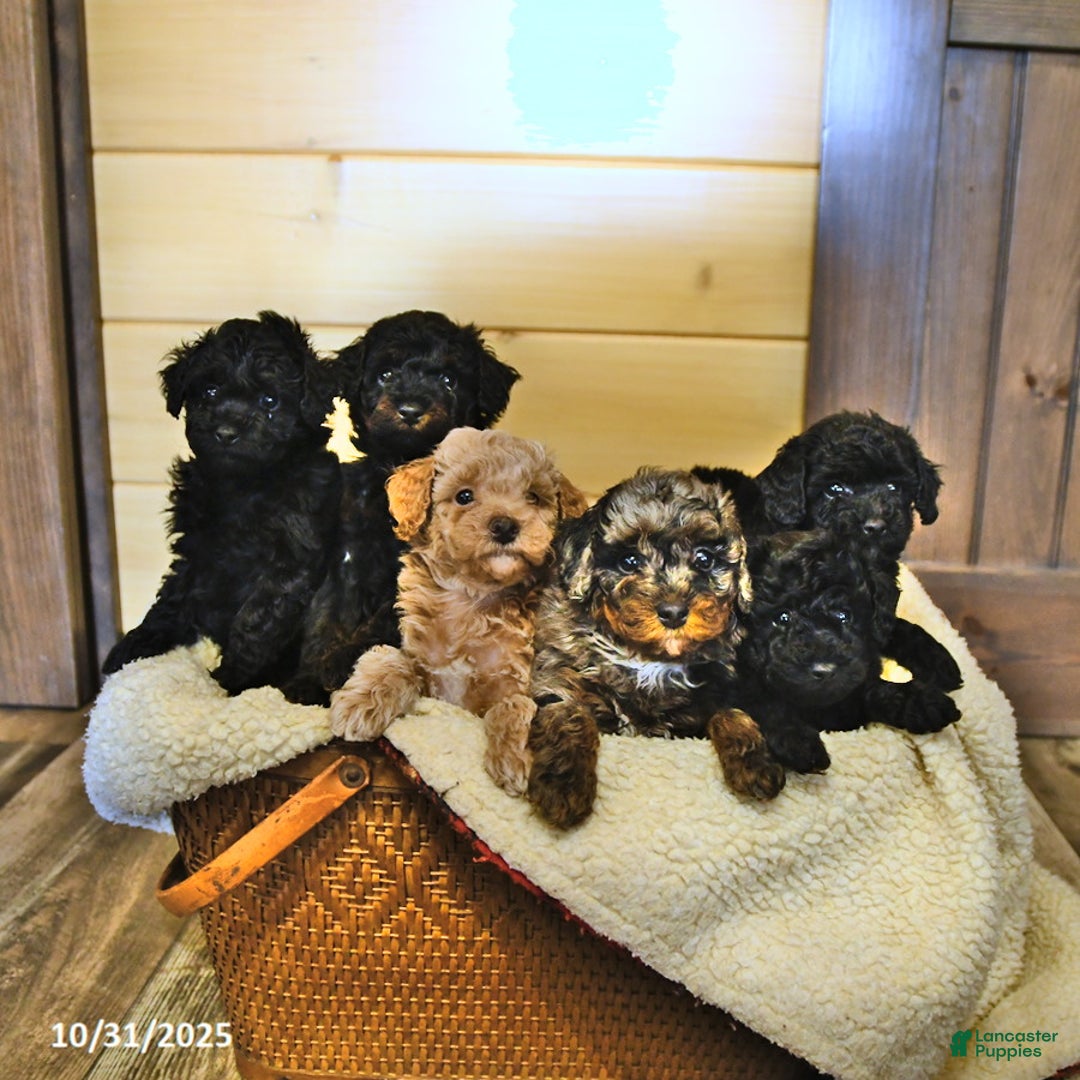 Miniature Poodle dogs for sale: Fern - Ad 5
