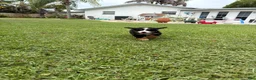 Bernese Mountain Dog dogs for sale: Bernese Mountain Dog 1 - Ad 33
