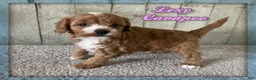 Cavapoo dogs for sale: Lexy - Ad 1