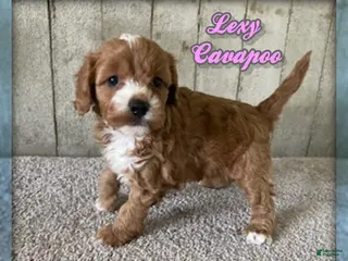 Cavapoo dogs for sale: Lexy - Ad 2