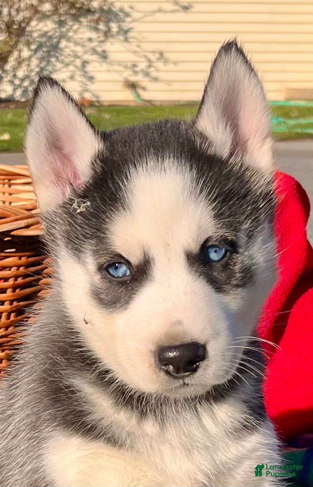 Siberian Husky dogs for sale: Thor🎄❤️ beautiful big boy call 717-925-6681 - Ad 2