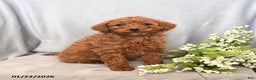 Mini Goldendoodle dogs for sale: Jasmine - Ad 2