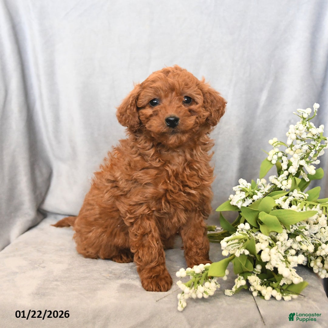 Mini Goldendoodle dogs for sale: Jasmine - Ad 2