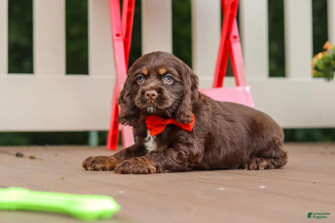 Cocker Spaniel dogs for sale: Asher - Ad 2