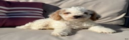 Mini Goldendoodle dogs for sale: Jake - Ad 3