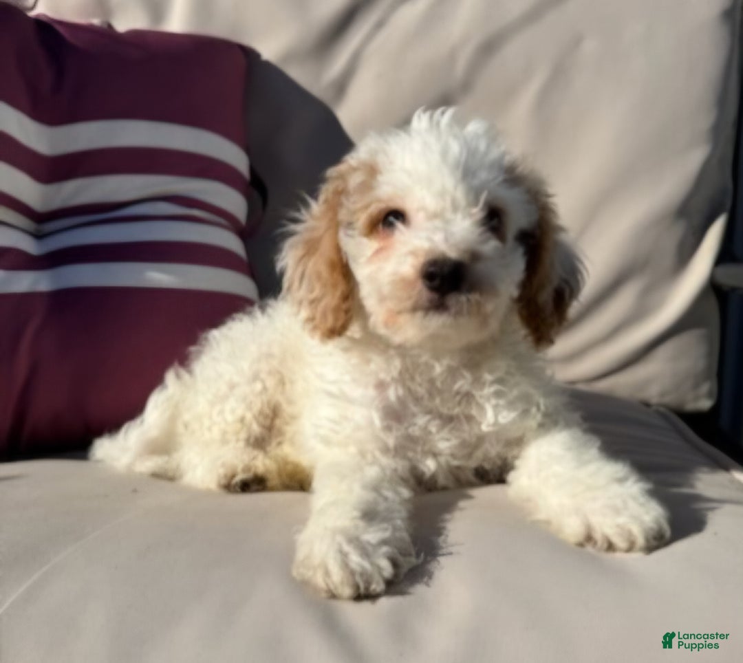 Mini Goldendoodle dogs for sale: Jake - Ad 3