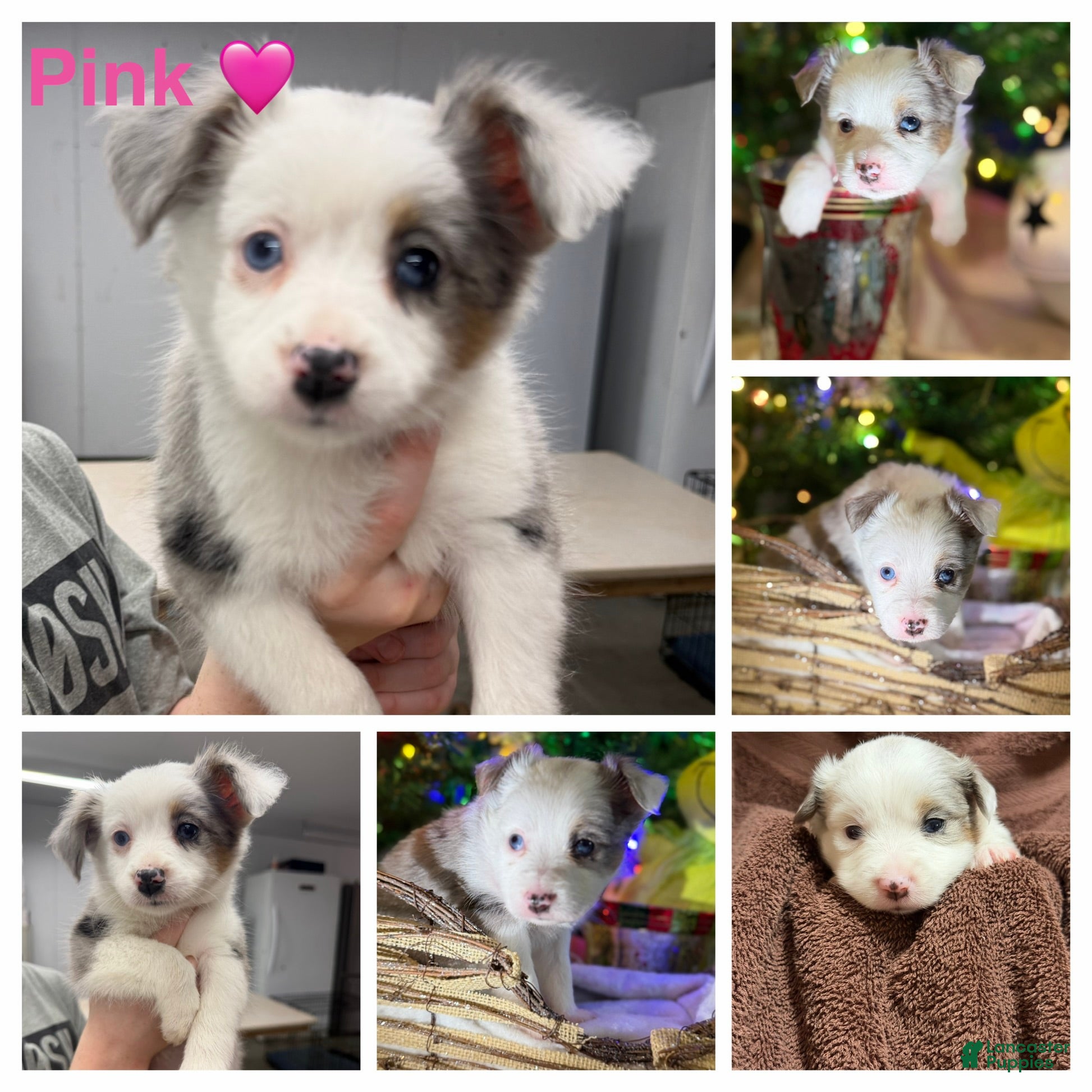 Miniature Australian Shepherd dogs PINK - Ad 38