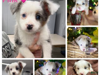 Miniature Australian Shepherd dogs PINK - Ad 11