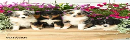 Toy Australian Shepherd dogs for sale: Amber - Ad 5