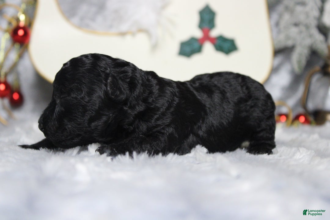 Toy Poodle dogs for sale: Onyx - Ad 7