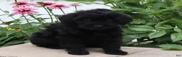 Mini Goldendoodle dogs for sale: Flossie - Ad 3