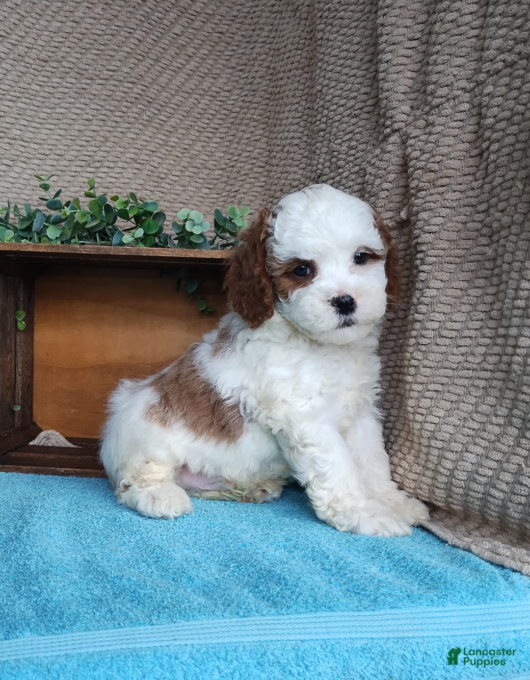 Cavapoo dogs for sale: Scott  - Ad 2