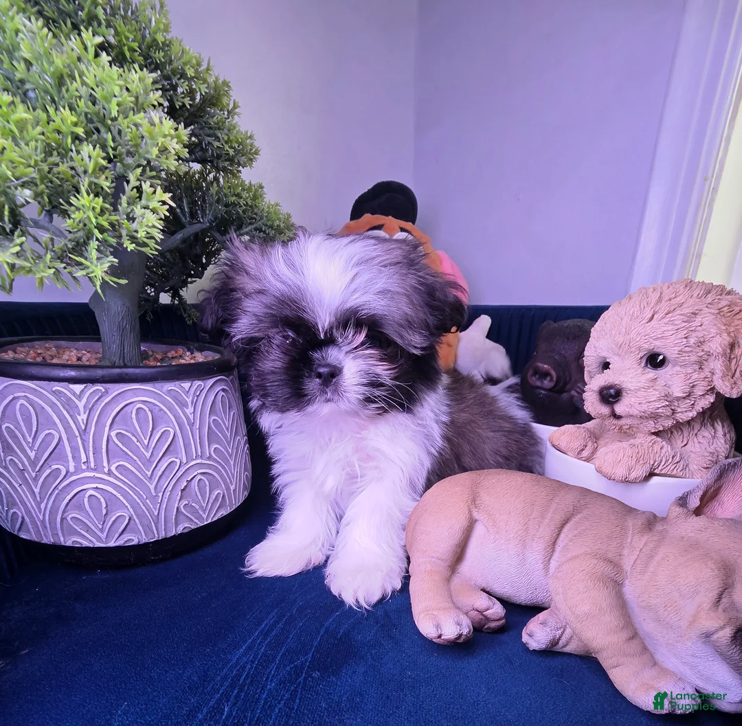 Shih Tzu dogs for sale: Shih Tzu Puppy luquin  - Ad 5