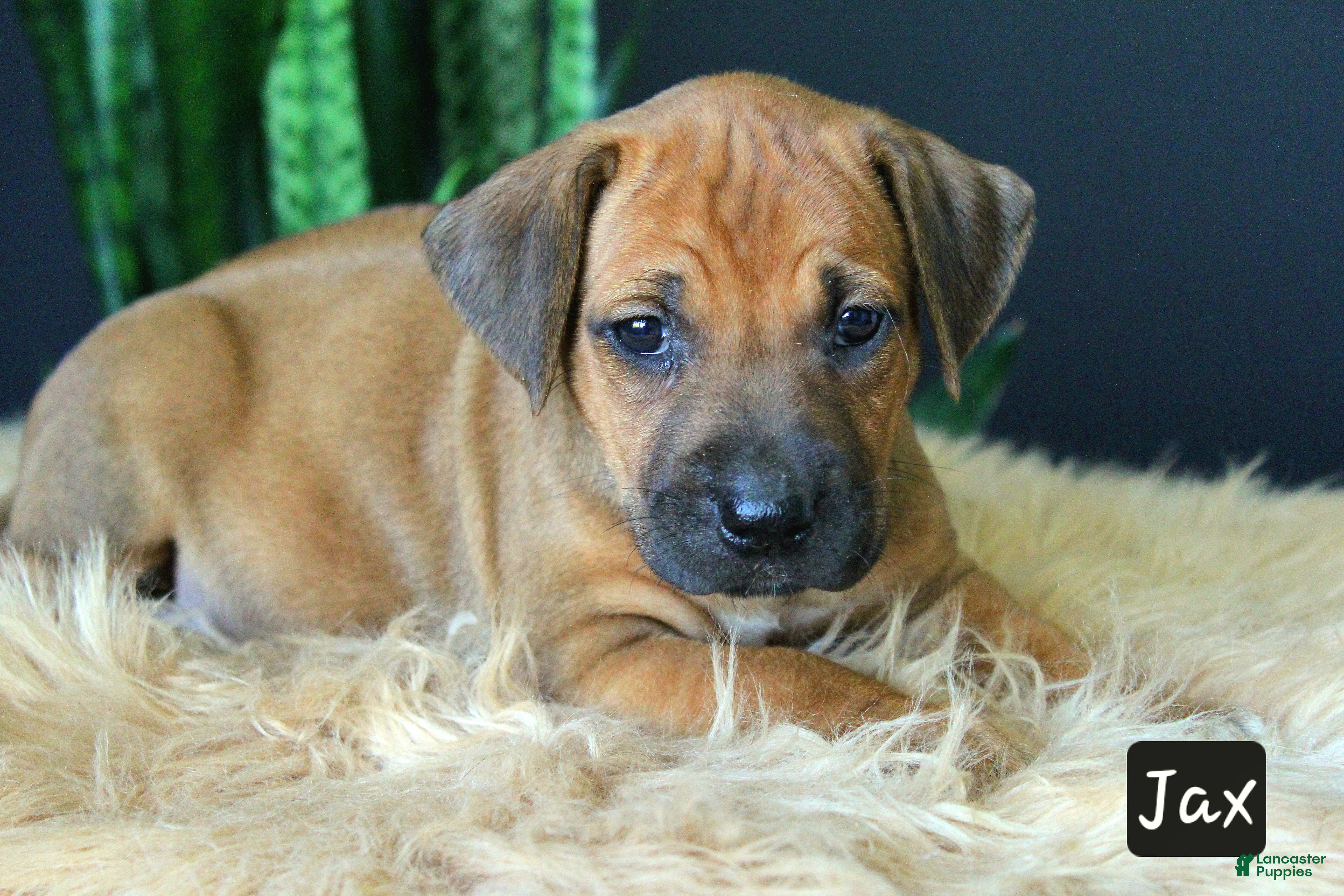 Rhodesian Ridgeback dogs Jax - Ad 1