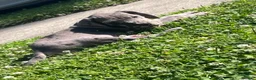 Great Dane dogs for sale: Orange - Ad 1