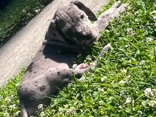 Great Dane dogs Orange - Ad 39