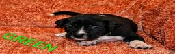 Presa Canario dogs for sale: Mr Neon  - Ad 36