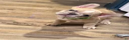 French Bulldog dogs for sale: Cirles - Ad 2