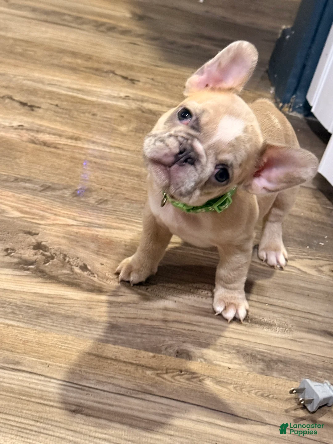 French Bulldog dogs for sale: Cirles - Ad 2