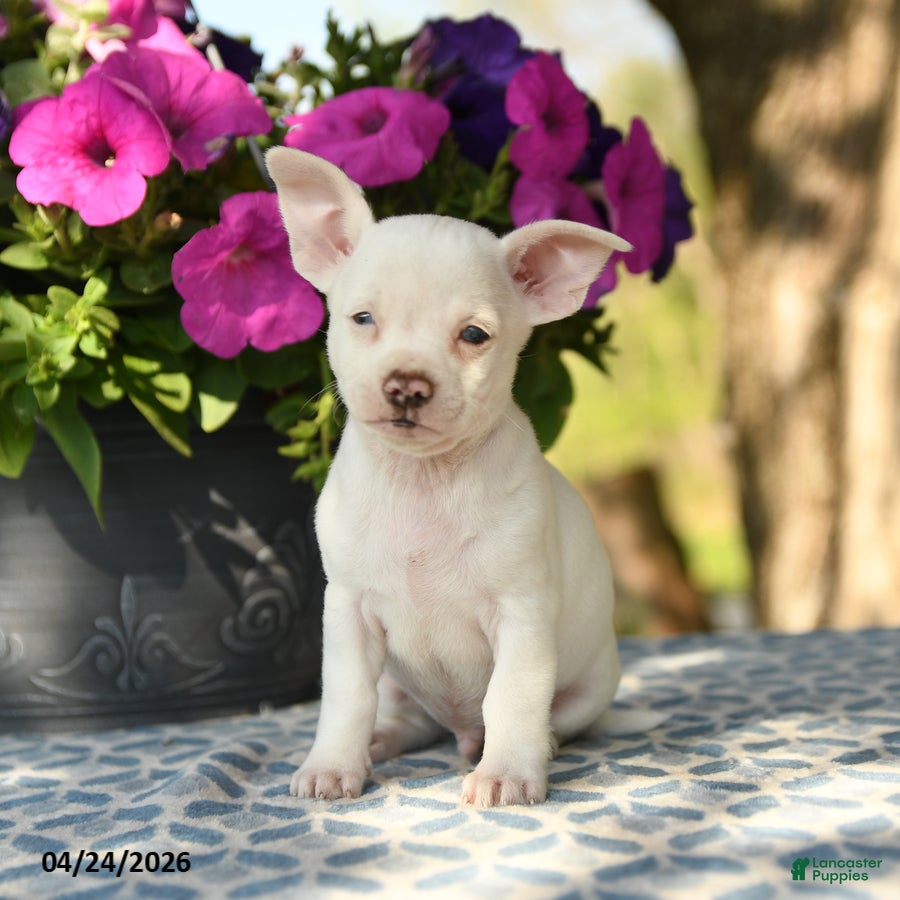 Chihuahua dogs Ronald - Ad 1