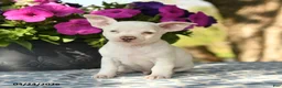 Chihuahua dogs for sale: Ronald - Ad 1