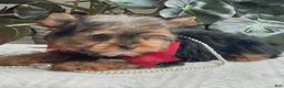 Yorkshire Terrier dogs for sale: Fido - Ad 4